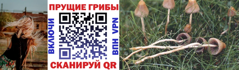 Псилоцибиновые грибы Psilocybe  Валдай 